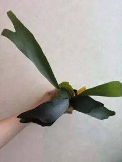 マユハケオモト 濃いピンク マユハケオモト ハエマンサス ポットごと