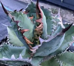 2026年最新】オアハカ 子株の人気アイテム - メルカリ