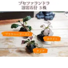 【専用出品】ブセファランドラ4種類セット 2025年最新】ブセファランドラ セットの人気アイテム - メルカリ