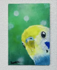 インコ　イラスト　水彩画
