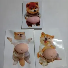 ☓　お腹　ぽっこり　シリコン　ぷにぷに　ステッカー　柴犬　シール　おなか　3枚