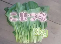 こまつな　小松菜　８kg 新鮮野菜のサムネイル