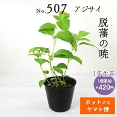ポットごとヤマト便509】ヤマアジサイ 1年生苗 満天星 - メルカリ
