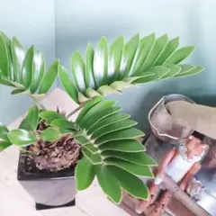 2026年最新】ザミア フルフラケアの人気アイテム - メルカリ