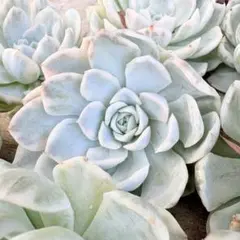 多肉植物 朧月カット苗10本+サービス品 - メルカリ