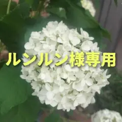 ♾️ルンルン様専用 　手作り発酵石鹸 　 特注サイズ２コ 　　【雑貨】