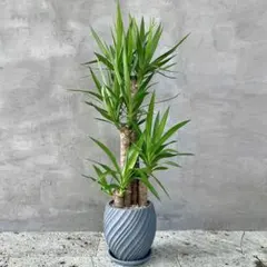 2026年最新】観葉植物 ユッカ エレファンティペスの人気アイテム