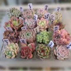 韓国苗エケベリア16鉢セット多