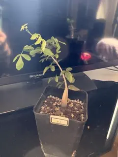 珍奇植物 ボズウェリア・パピリフェラ 実生株 鉢ごと発送　大株 珍奇植物 ボズウェリア・パピリフェラ 実生株 鉢ごと発送 大株 - メルカリ