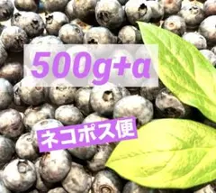 摘みたて ブルーベリー 500g +α 新鮮 果物　栽培期間中無農薬のサムネイル
