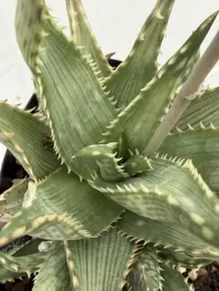 アロエ ハイブリッド Aloe hybrid 第四種 JLー28 - メルカリ