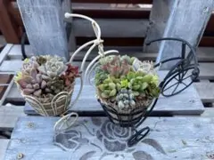 多肉植物そのまま飾れる寄せ植え　自転車2つセット