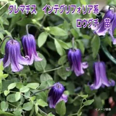 ▽　クレマチス　インテグリフォリア系　新枝咲き　ロウグチ　ベル型人気品種　苗　▽のサムネイル