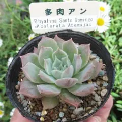サボテン相談室　コロラータリンゼアナ×コロラータアテマハック札付きポットごと サボテン相談室 コロラータリンゼアナ×コロラータアテマハック札