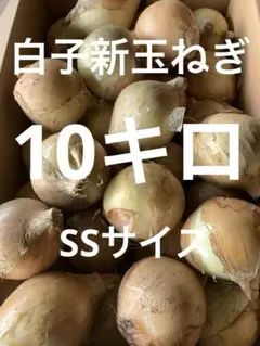 みっこ様専用 赤玉ねぎ SSサイズ 20キロ - メルカリ