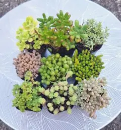 多肉植物セダムセットのサムネイル