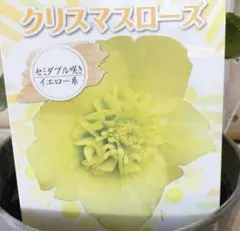 コタテツ様 リクエスト 3点 まとめ商品