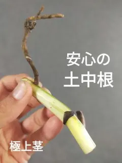 【E3】安心の発根済！斑入りモンステラ ホワイトタイガー カット茎 成長点1つのサムネイル