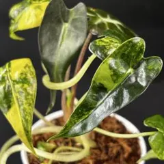 アロカシア　バンビーノ斑入り　親株＆子株セット　美株　中株　メルカリ便 アロカシア バンビーノ斑入り 親株＆子株セット 美株 中株