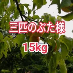 三匹のぶた様　山梨県産　15kg　新鮮　中熟～完熟　花香美梅 三匹のぶた様 山梨県産 15kg 新鮮 中熟～完熟 花香美梅 - メルカリ