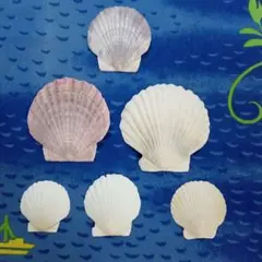 ホタテ貝殻他6個セット 約10㌢×約10㌢〜約5㌢×約5㌢