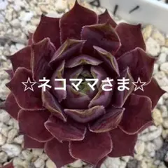 みゅ～様専用 Sempervivum センペルビブム - メルカリ