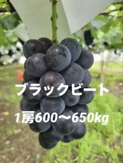 1房】ブラックビート 1房600〜650kg - メルカリ