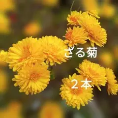 えーこ様 リクエスト 2点 まとめ商品