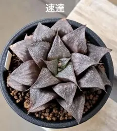 ワンまま様 リクエスト 2点 まとめ商品 速達