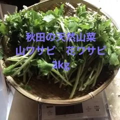 秋田の天然山菜　山わさび、花ワサビ　3Kg