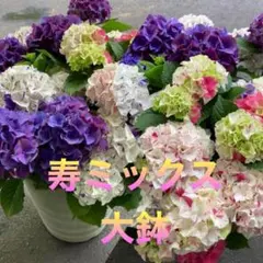 保護猫ファミリー　大株　紫陽花　アジサイ　寿　ミックス　８号　２鉢 メルカリ