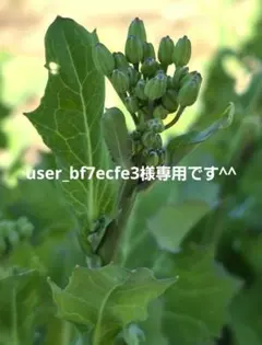 user_bf7ecfe3様専用です^^