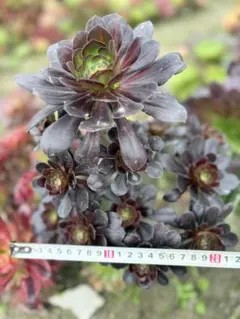 アエオニウム　魅影法師錦 多肉植物。アエオニウム魅影法師錦抜き苗（群生）13頭 【公式通販】