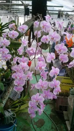 2025年最新】schilerianaの人気アイテム - メルカリ