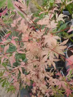 モミジ 立田川｜オオモミジ系 H90cm前後 もみじ 紅葉 カエデ 鉢植え