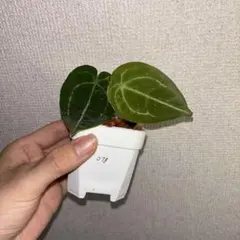 안투리움 ET 폴게티 ✖️ 폴게티