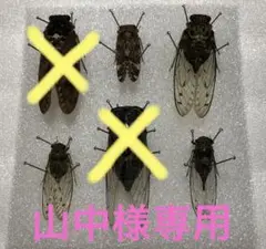 セミ　蝉　標本　箱付き セミ 蝉 標本 箱付き - メルカリ