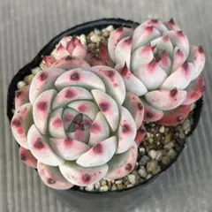 桃太郎　抜き苗のサムネイル