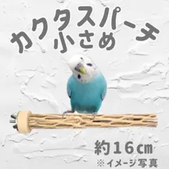 2026年最新】カクタスパーチの人気アイテム - メルカリ
