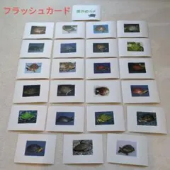 2026年最新】七田 フラッシュカードの人気アイテム - メルカリ