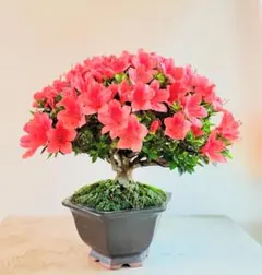 最終値下げ　小品盆栽　皐月　珍山　盆栽　さつき　BONSAI 樹高約24cmのサムネイル
