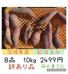 紅はるか10kg さつまいも 茨城県 訳あり