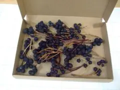 シャリンバイ　15本　I