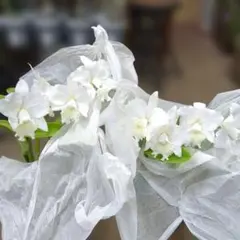 カトレア 交配種 大輪整形花の銘品 入賞花 - メルカリ