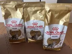 2025年最新】ロイヤル カナン アメリカン ショート ヘアの人気