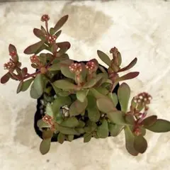紅稚児　抜き苗　多肉植物　クラッスラ