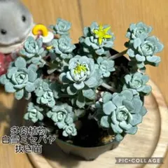多肉植物　白雪ミセバヤ　抜き苗　根付き　こけし 多肉植物 白雪ミセバヤ 抜き苗 根付き こけし - メルカリ