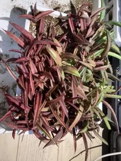 多肉植物 アガベ 複数株セット このまま　オテロイ（FO-76