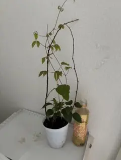 さいかち様ご確認用　2枚