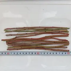 2026年最新】ブルーベリー穂木の人気アイテム - メルカリ